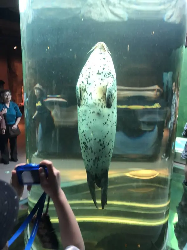アザラシ館