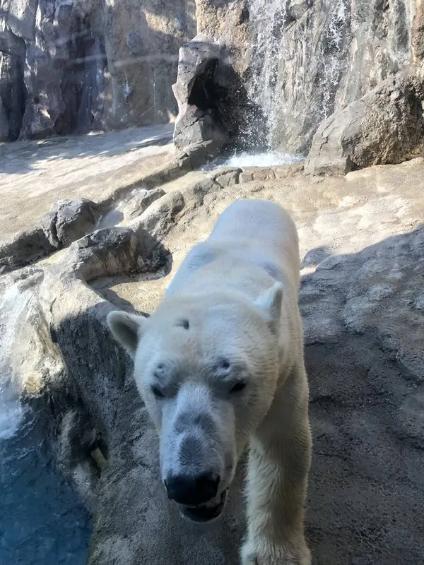 ホッキョク熊