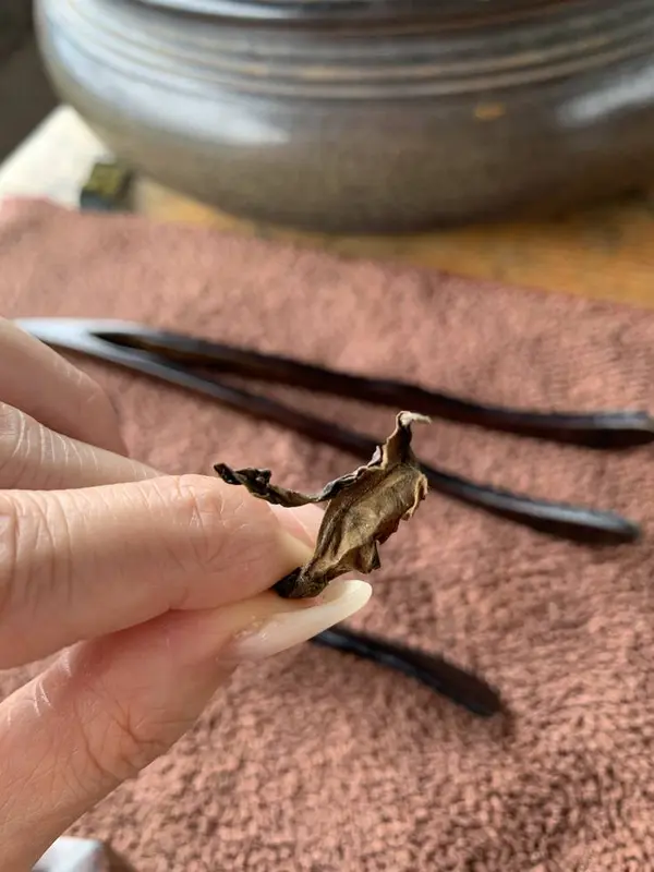 白豪、とまではいかないけどちゃんと毛のあるきれいな葉でした