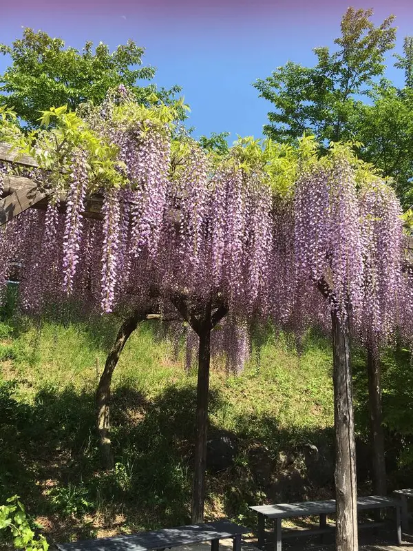 藤棚