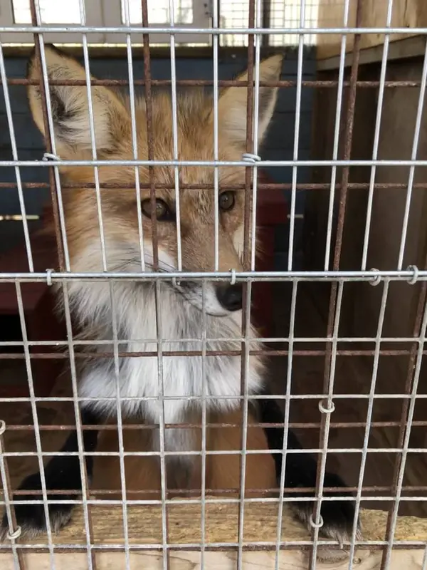 キリッとキツネ