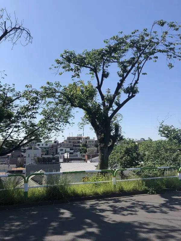 木陰は有難い。