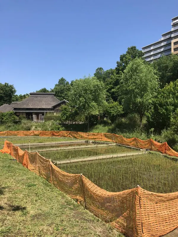 マンションの横に藁葺き屋根と田んぼ。