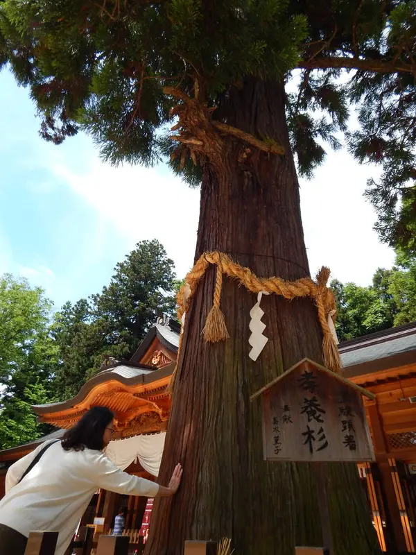 孝養杉