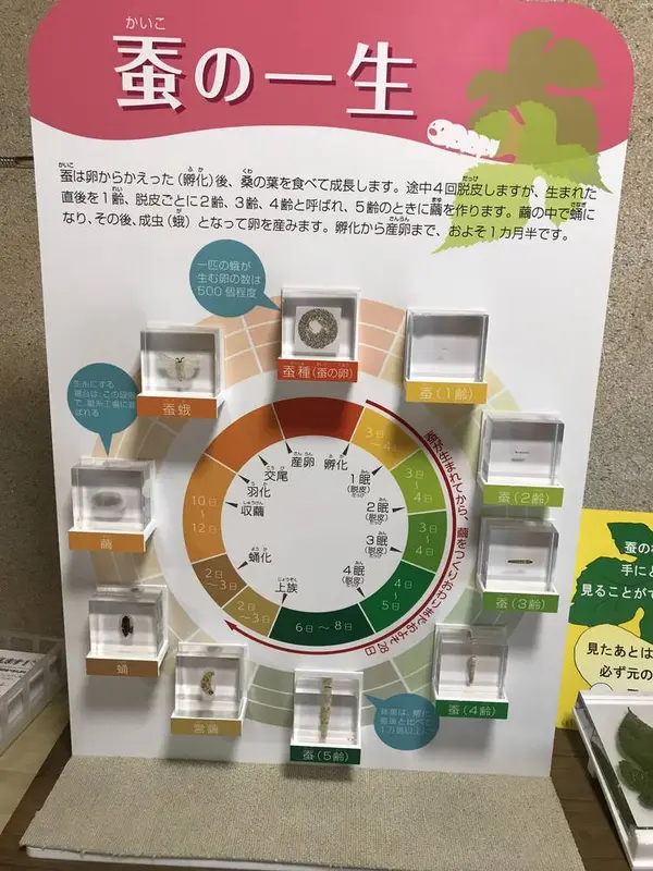 蚕の一生