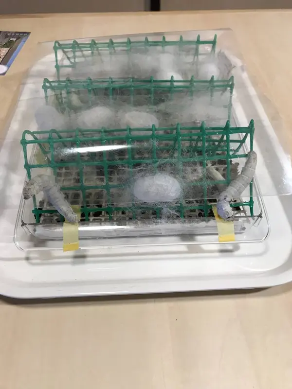 本物の蚕います！(◎_◎;)