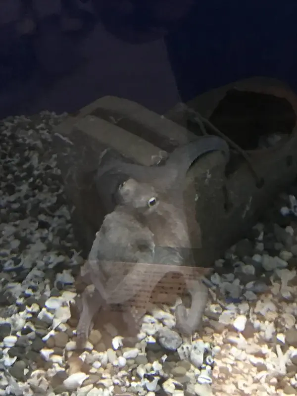 タコ