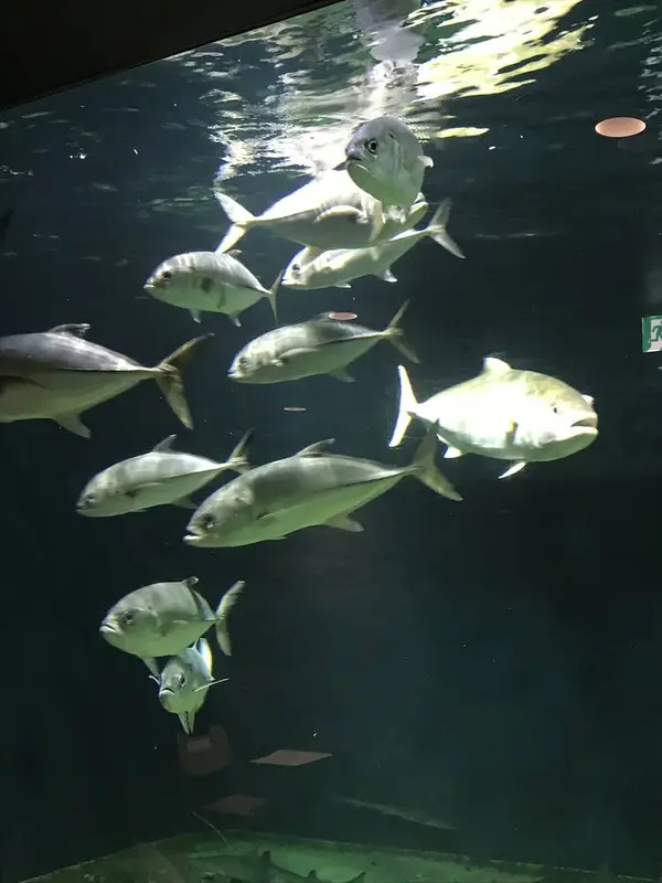 アジ