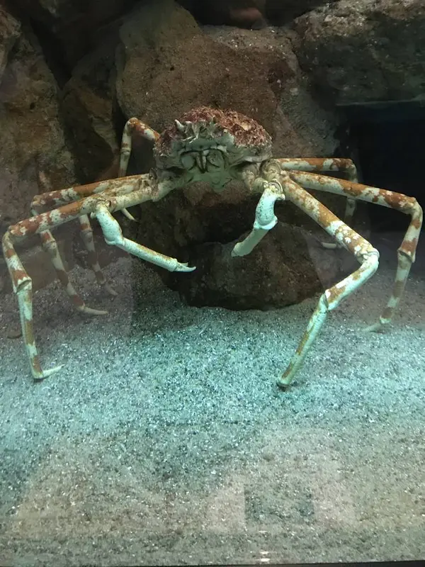 タカアシガニ