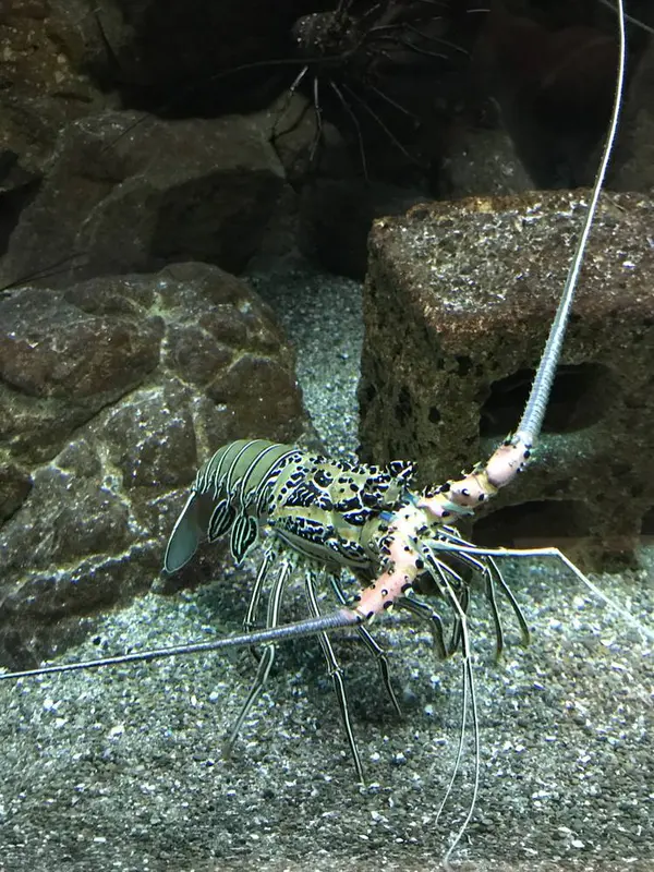 エビ