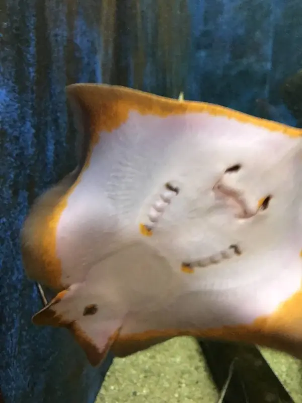 エイ