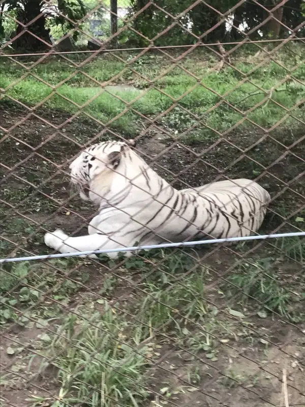 ホワイトタイガー
