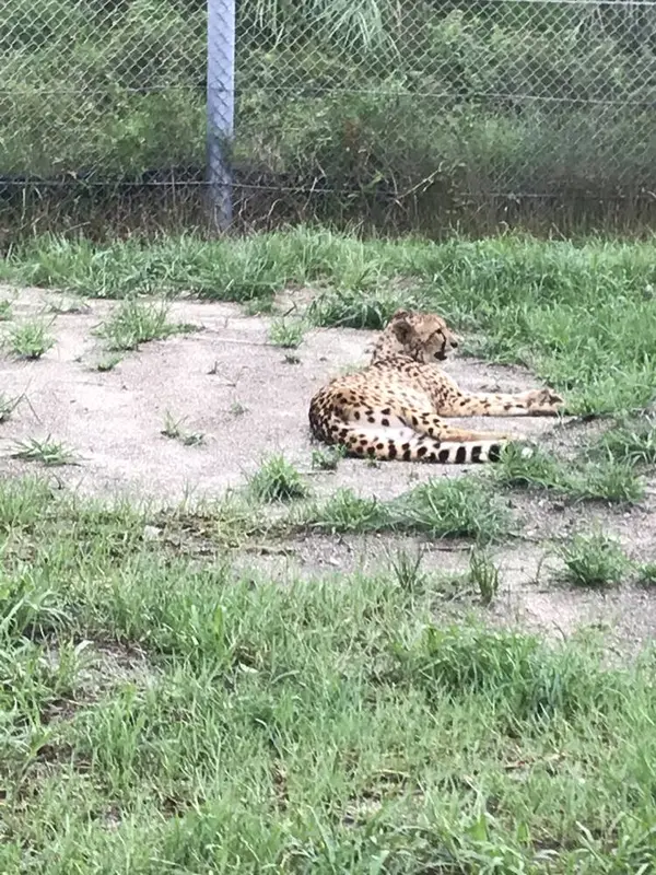 ヒョウ