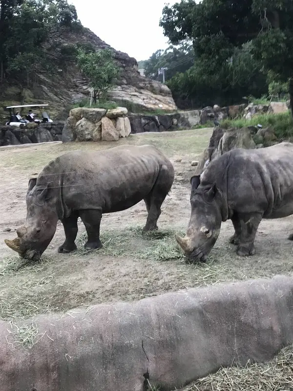 サイ