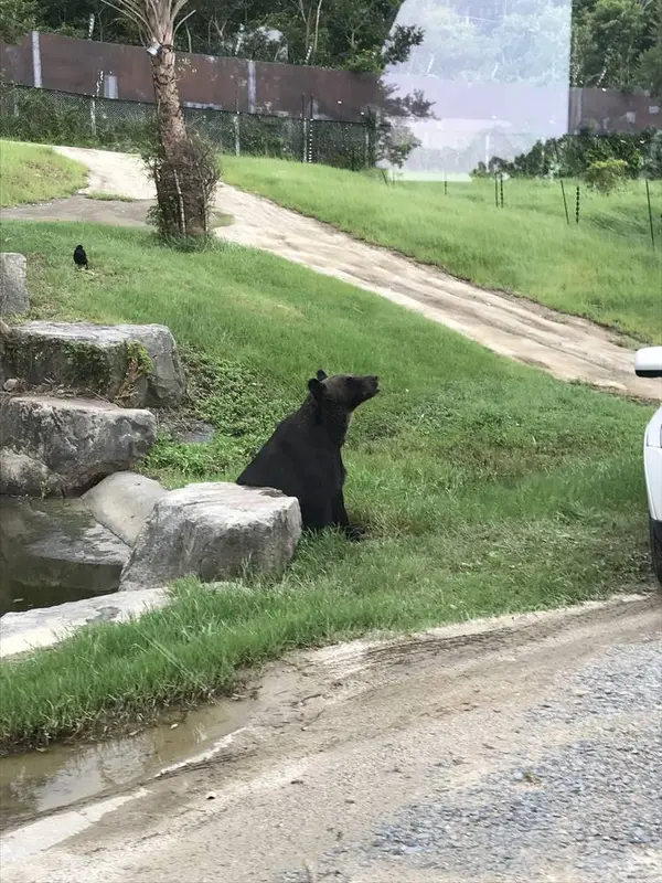 クマ