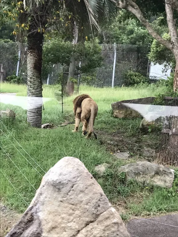 ライオン