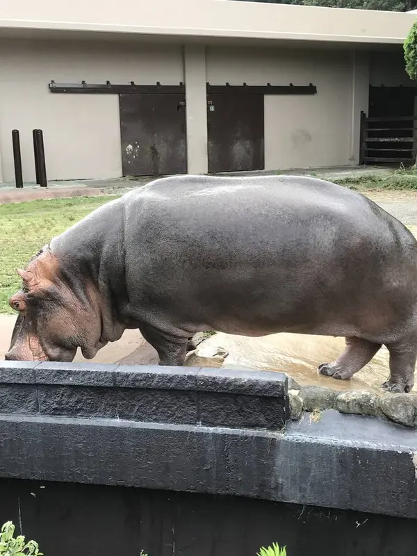 カバ