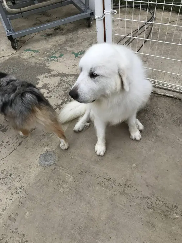 犬