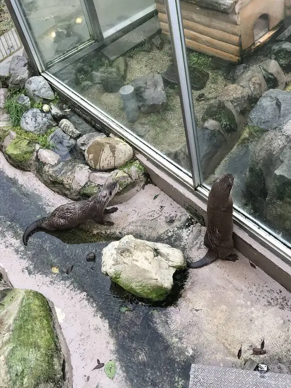 カワウソ
