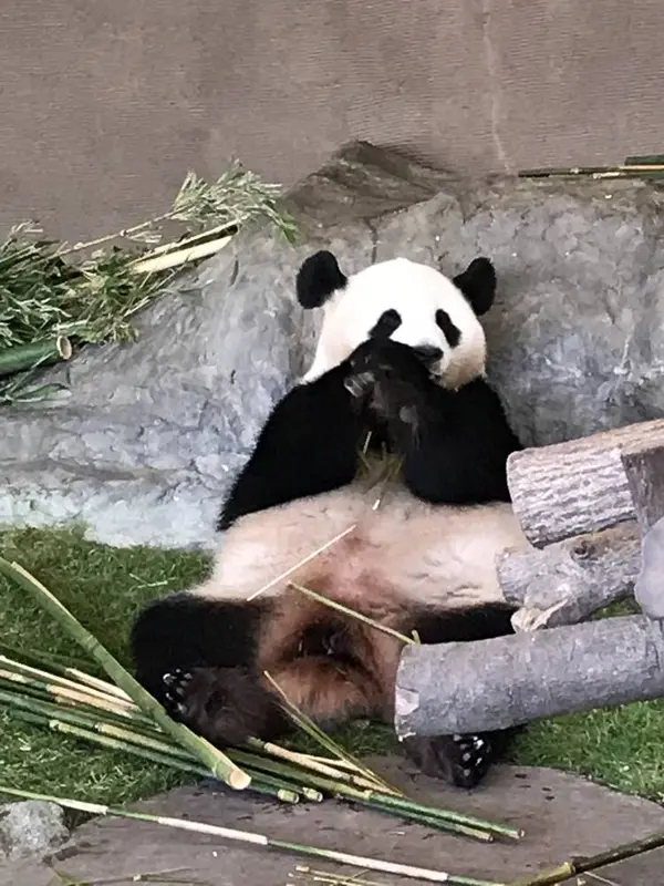 パンダ