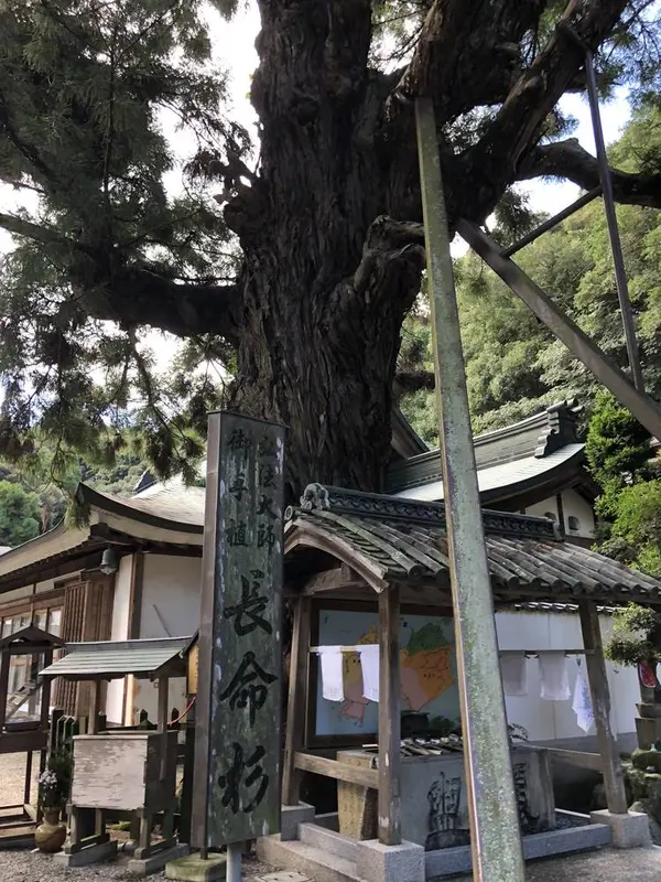 長命杉