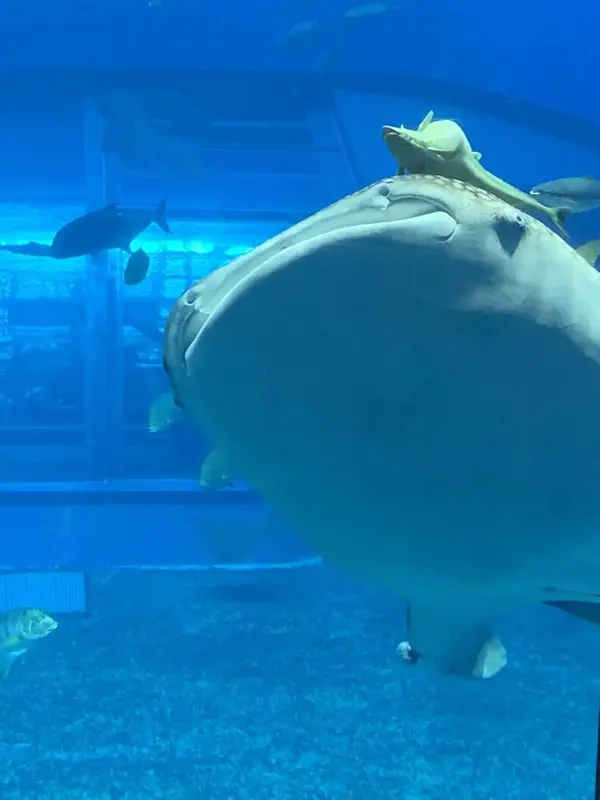 ジンベイザメ