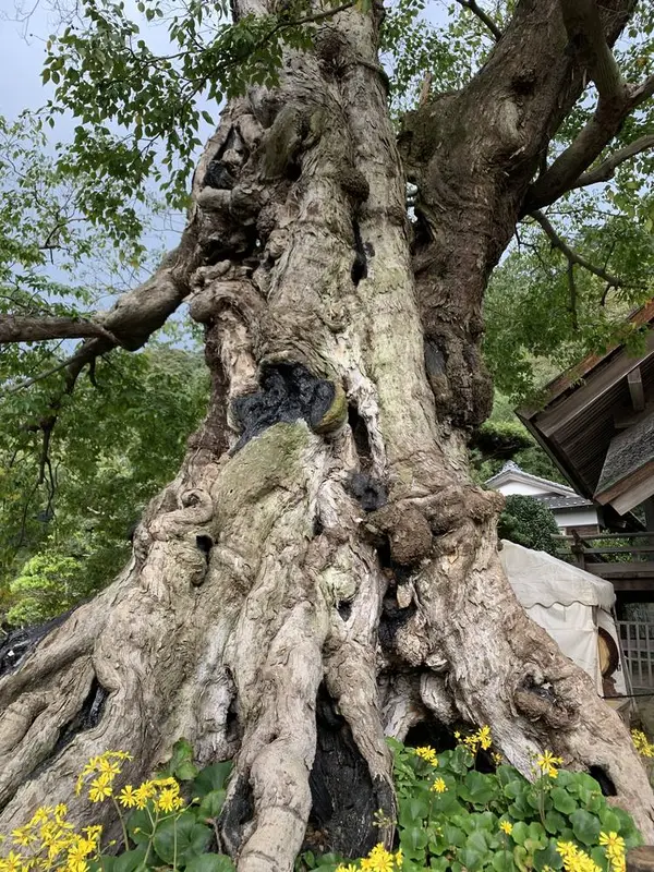 命主社