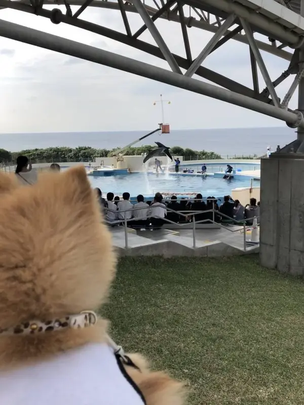 ｨﾙｶｼｮｰを観る ﾏﾛﾝ君U´•ﻌ•`U
