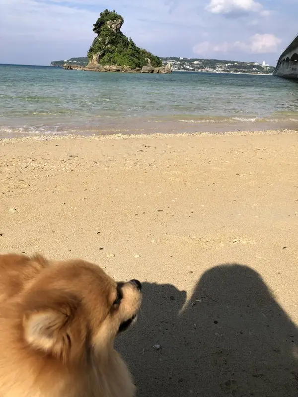 砂浜に降りれます