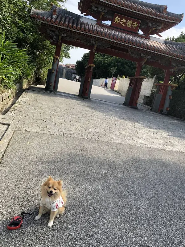 ぃざ。入城