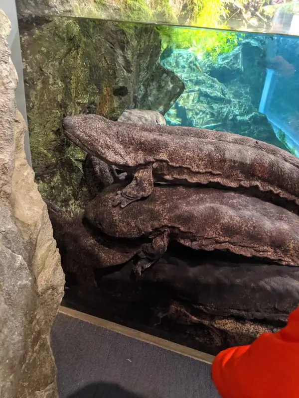 オオサンショウウオ