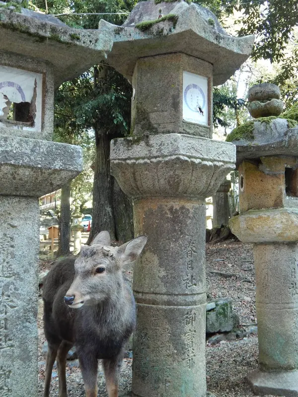 そこかしこに鹿さんが…