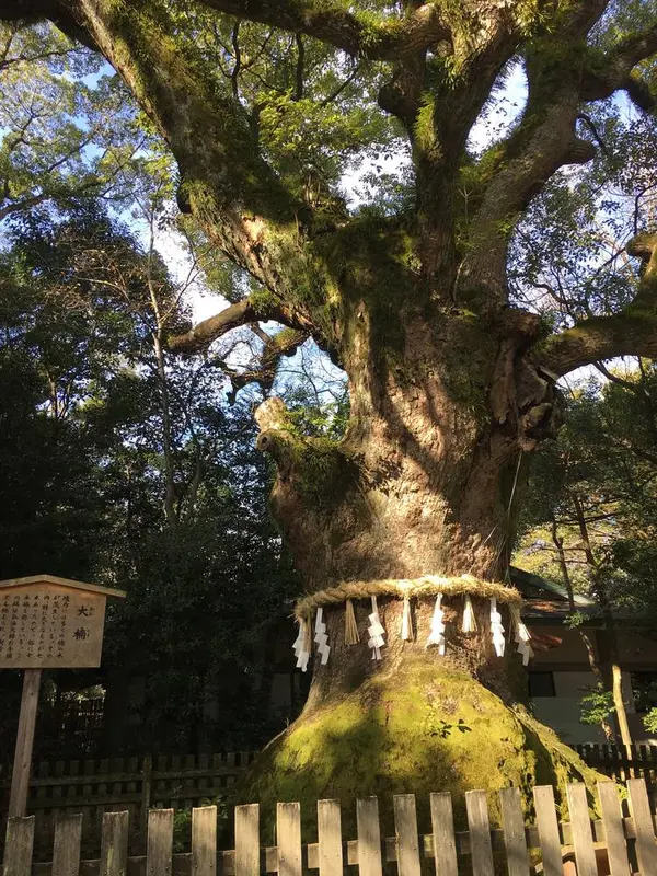 弘法大師御手植えの大楠