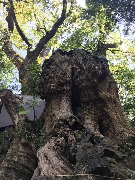大楠の木。木の周りを一周します。