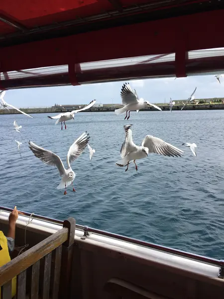 遊覧船の中からカモメに餌やり