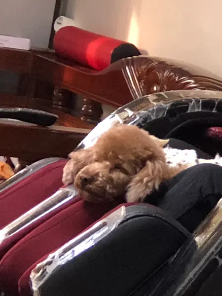 relaxzzz ﾏｯｻｰｼﾞ機