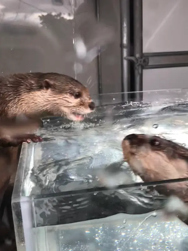 山頂には ｶﾜｳｿさん達がぃます