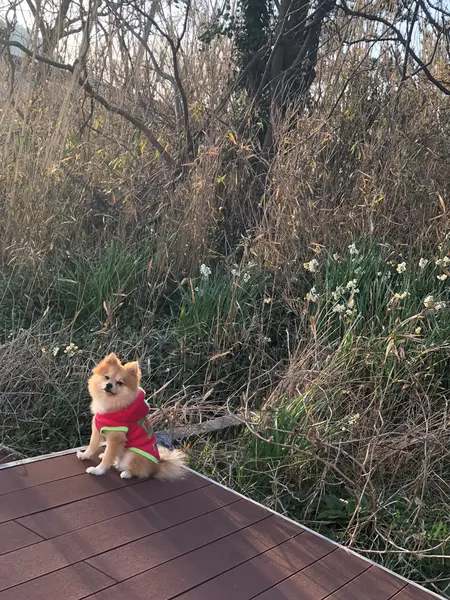 水仙も咲いてるよ