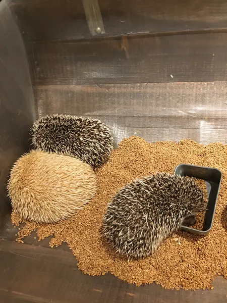 ハリネズミたち