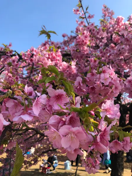 寒桜
