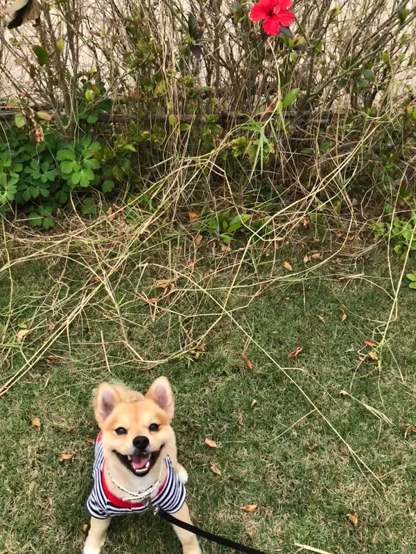 この日はハィビスカス1こ