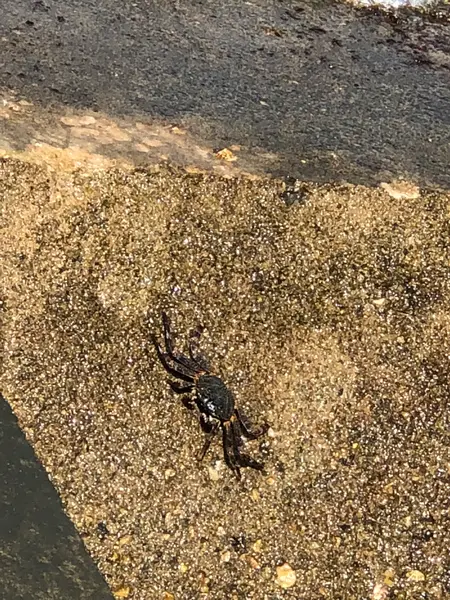 デッカィ蟹がぃっぱぃ