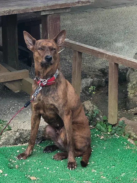 琉球犬の 『空そらちゃん』