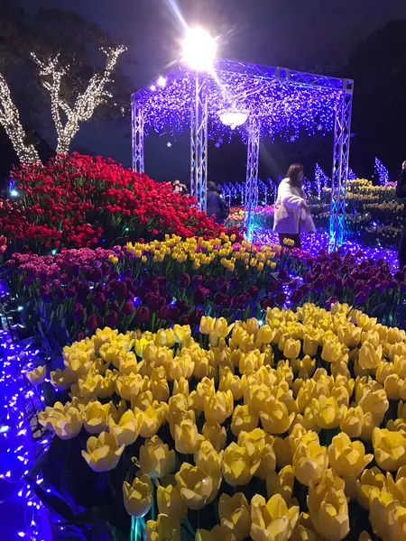 チューリップ🌷