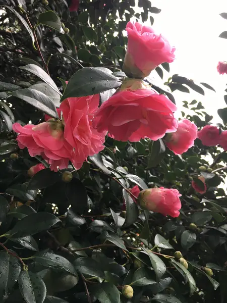散り椿。