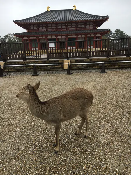 中金堂と鹿。