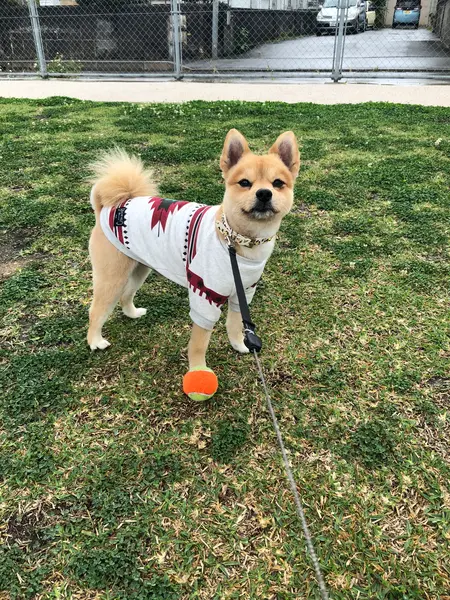 奥にテニスコートがぁりました