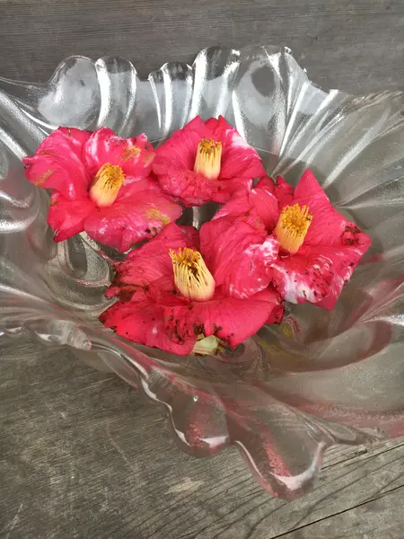 一重でかなり大ぶりなお花です。
