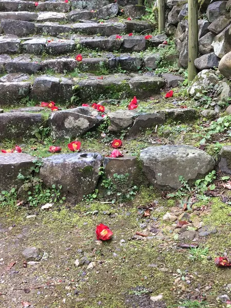 階段の途中にも椿。