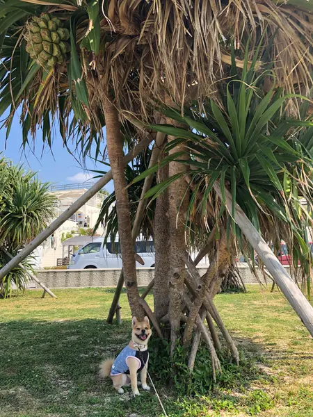 周りは公園でォ散歩も楽し🎵